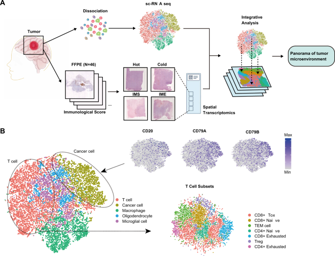 Spatial Single Cell Analysis Of Tumor Microenvironment Remodeling ...