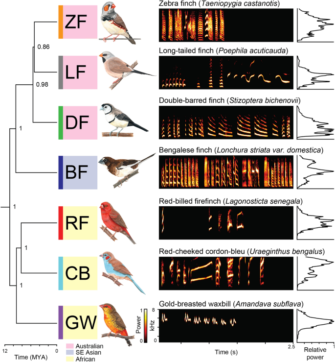 Machine learning and statistical classification of birdsong link