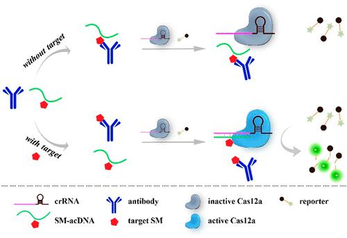 Sensitive CRISPR-Cas12a-Assisted Immunoassay For Small Molecule ...