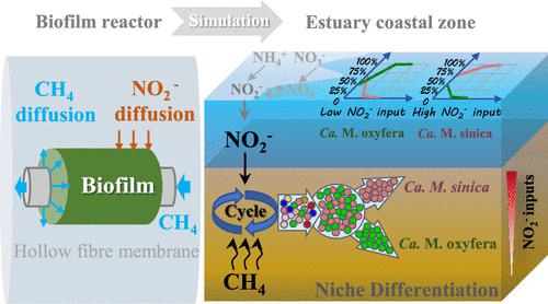 Microbial Niche Differentiation during Nitrite-Dependent Anaerobic 