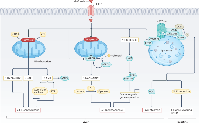 Metformin Update On Mechanisms Of Action And Repurposing Potential   10.1038 S41574 023 00833 4.PNG