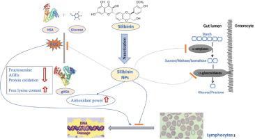 Increased therapeutic effect of nanotized silibinin against glycation ...