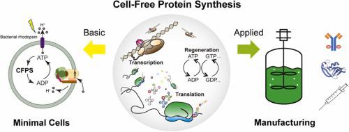 通过无细胞蛋白质合成推进合成生物学,Computational and Structural