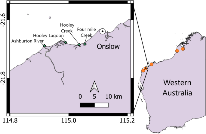 Growth and morphology of Critically Endangered green sawfish Pristis ...