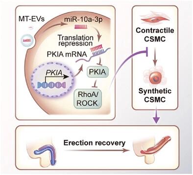 Melatonin Primed Mesenchymal Stem Cells Derived Small