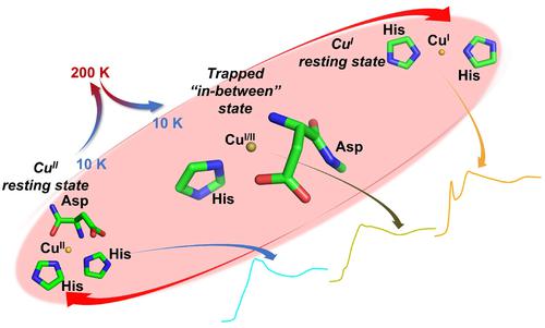 Chasing the Elusive “In-Between” State of the Copper-Amyloid β