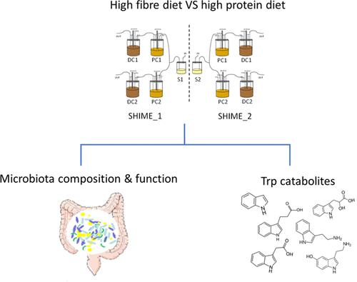 Impact of High-Fiber or High-Protein Diet on the Capacity of Human