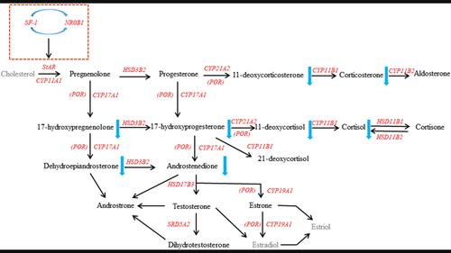 The Rubinstein-Taybi syndrome: a report of two cases.