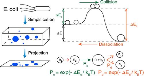 Stochastic Monte Carlo Model For Simulating The Dynamic Liquid–Liquid ...