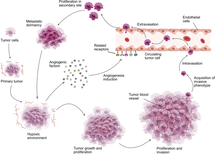 Angiogenic Signaling Pathways And Anti Angiogenic Therapy For Cancer Signal Transduction And