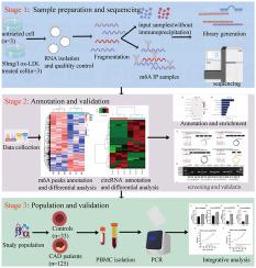 Detailed Profiling Of M6A Modified CircRNAs And Synergistic Effects Of ...