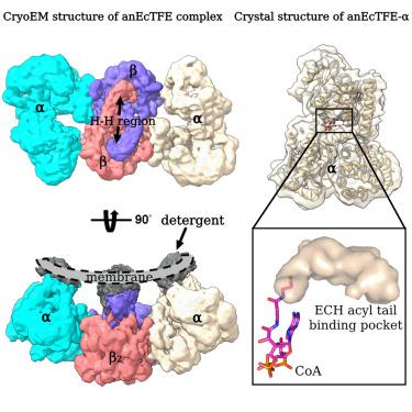 Structural Basis For Different Membrane Binding Properties Of E Coli