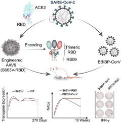 Single-shot AAV-vectored Vaccine Against SARS-CoV-2 With Fast And Long ...