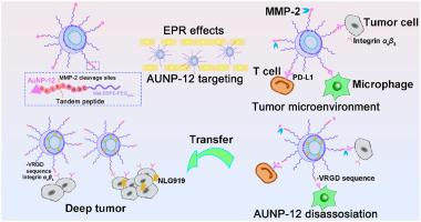 通过 MMP-2 响应性双靶向脂质体顺序递送 PD-1/PD-L1 阻断肽和 IDO 抑制剂用于免疫抑制微环境重塑,Acta ...