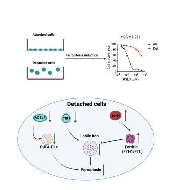 Reprogramming Of Iron Metabolism Confers Ferroptosis Resistance In Ecm