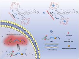 Cross-conjugated polymers as fluorescent probes for intracellular ...