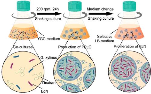 Autonomously Assembled Living Capsules By Microbial Coculture For Enhanced Bacteriotherapy Of