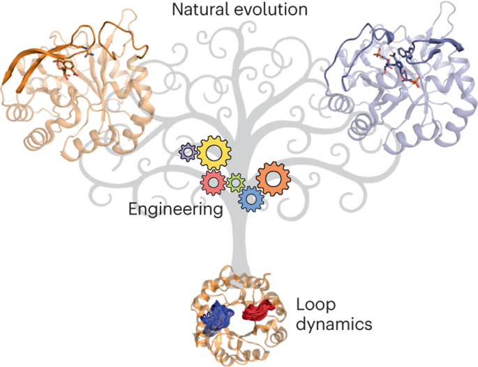 Loop dynamics and the evolution of enzyme activity,Nature Reviews