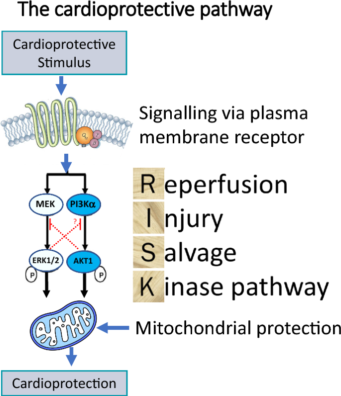 The RISK pathway leading to mitochondria and cardioprotection: how ...