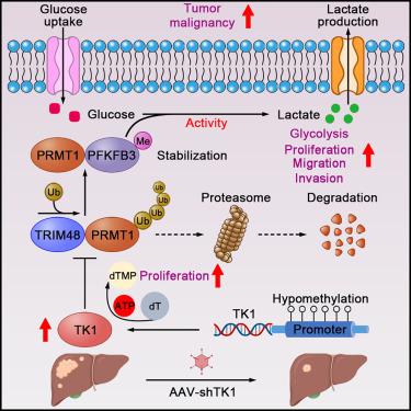 Thymidine kinase 1 drives hepatocellular carcinoma in enzyme 