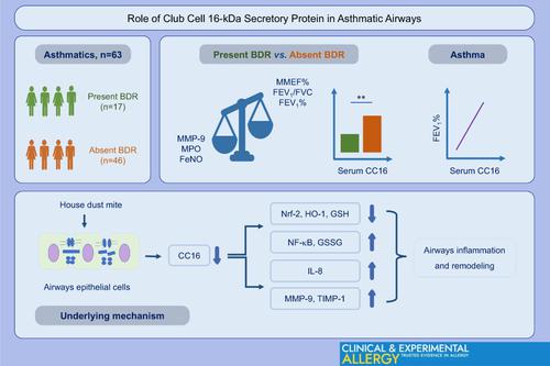 俱乐部细胞 16-kDa 分泌蛋白在哮喘气道中的作用,Clinical & Experimental Allergy - X-MOL