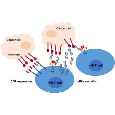 Enhancing The Effectiveness Of γδ T Cells By MRNA Transfection Of ...