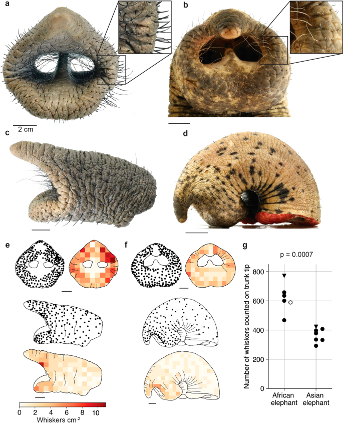 The functional anatomy of elephant trunk whiskers,Communications ...