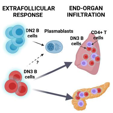 Extrafollicular IgD−CD27−CXCR5−CD11c− DN3 B Cells Infiltrate Inflamed ...