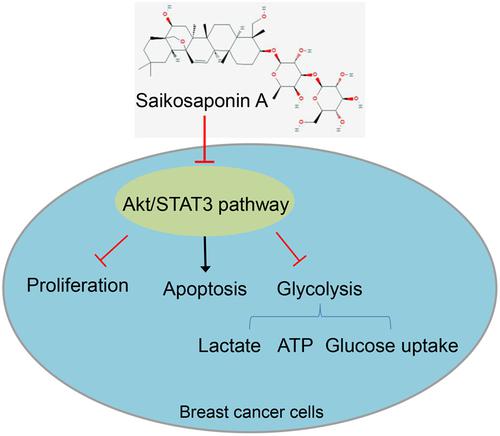 Saikosaponin A Alleviates Glycolysis Of Breast Cancer Cells Through ...