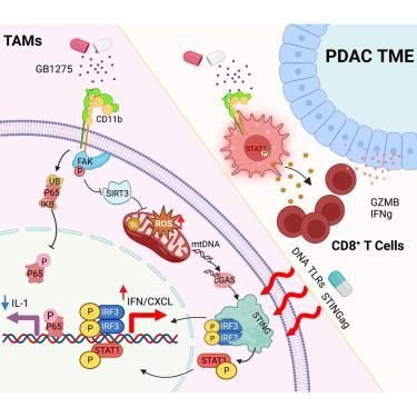 Context-dependent Activation Of STING-interferon Signaling By CD11b ...