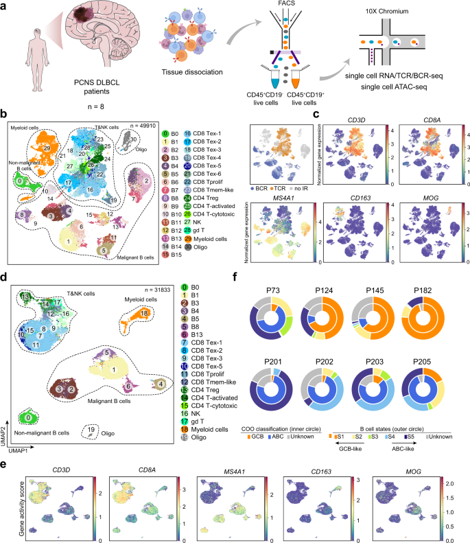 Single-cell Landscape Of Primary Central Nervous System Diffuse Large B ...