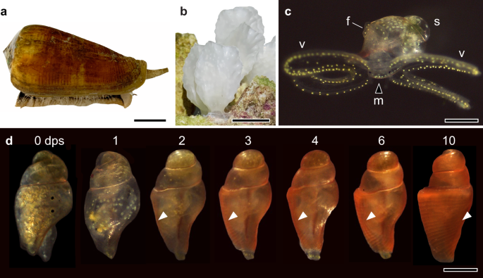 coordinated-adaptations-define-the-ontogenetic-shift-from-worm-to-fish