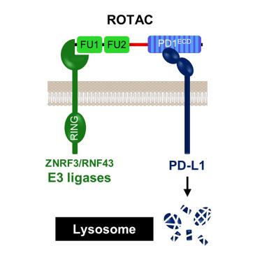 Rotacs Leverage Signaling Incompetent R Spondin For Targeted Protein