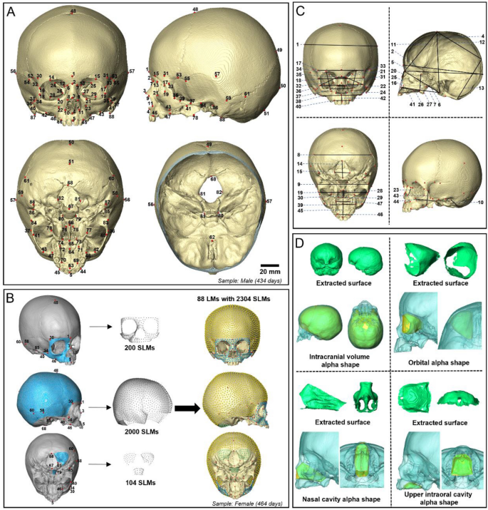 0至4岁正常人颅面生长发育,Scientific Reports - X-MOL