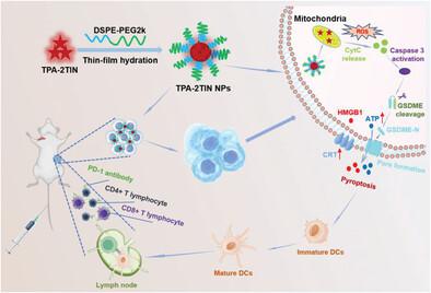 A Mitochondria Targeted Nir Ii Aiegen Induced Pyroptosis For Enhanced Tumor Immunotherapy