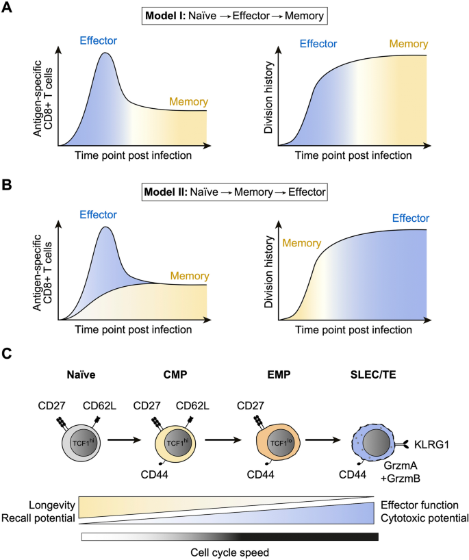 Correction To: Picking Up Speed: Cell Cycle Regulation During Effector ...