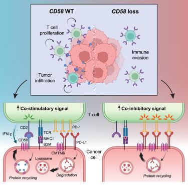 The CD58 CD2 Axis Is Co Regulated With PD L1 Via CMTM6 And Shapes Anti Tumor Immunity Cancer