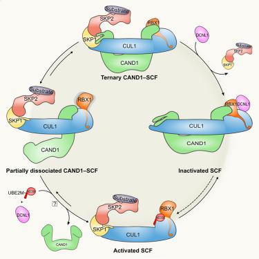 Structural And Mechanistic Insights Into The CAND1-mediated SCF ...