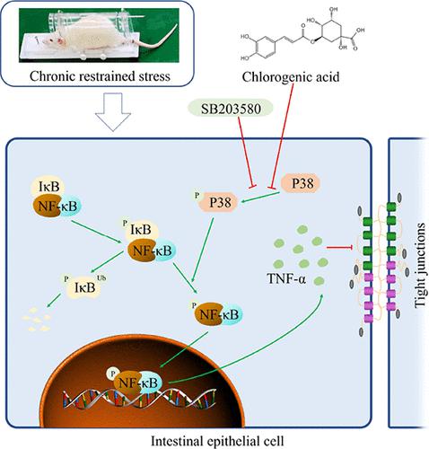 Chlorogenic Acid Alleviates Chronic Stress-Induced Intestinal Damage by ...