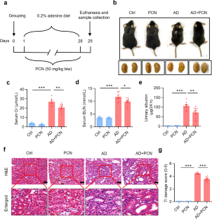 Pregnane X receptor activation alleviates renal fibrosis in mice 