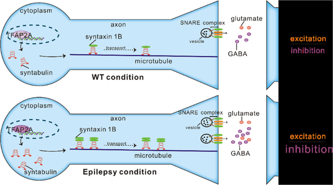 Syntabulin Regulates Neuronal Excitation/inhibition Balance And ...