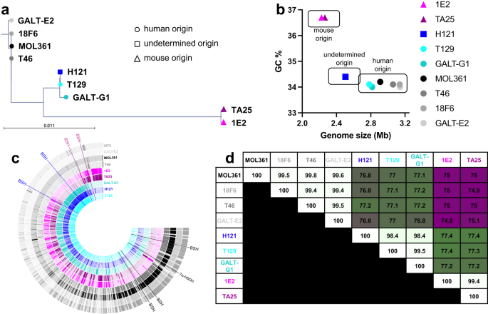 Gut Microbiota Turicibacter Strains Differentially Modify Bile Acids