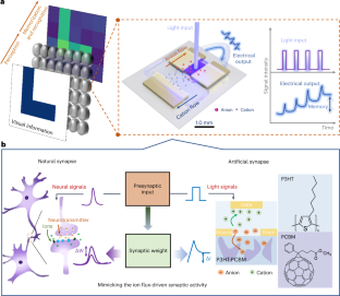 Organic Optoelectronic Synapse Based On Photon-modulated ...