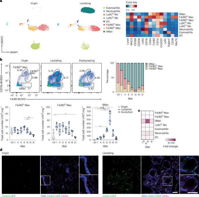 Lactation-associated macrophages exist in murine mammary tissue and ...