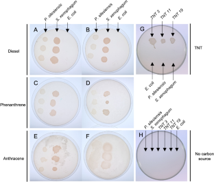 Solid Medium For The Direct Isolation Of Bacterial Colonies Growing ...