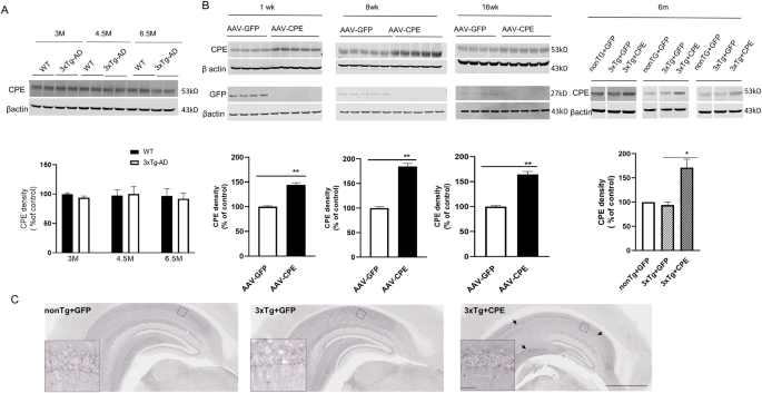 Hippocampal delivery of neurotrophic factor-α1/carboxypeptidase e gene