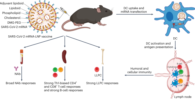 Adjuvant Lipidoid-substituted Lipid Nanoparticles Augment The ...