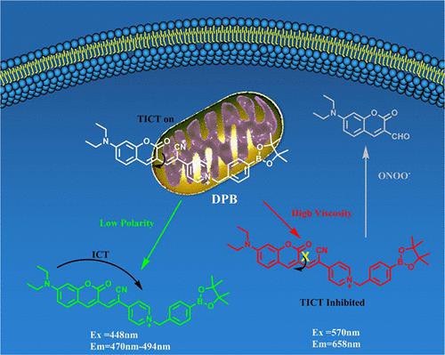 Mitochondria-Targeting Multifunctional Fluorescent Probe Toward ...