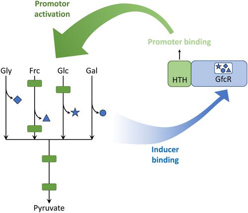 Discovery of a novel transcriptional regulator of sugar catabolism in ...