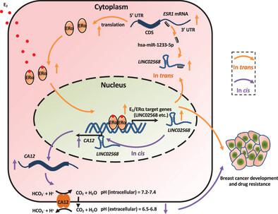 Estrogen-Induced LncRNA, LINC02568, Promotes Estrogen Receptor-Positive ...